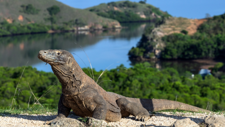 Komodo dragon walking on Komodo Island